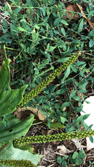 Plantago major