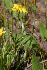 Microseris nutans