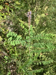 Amorpha herbacea