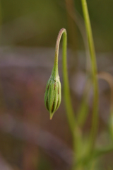 Microseris nutans