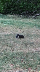Sciurus carolinensis