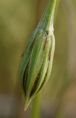 Microseris nutans