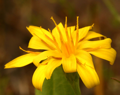 Microseris nutans