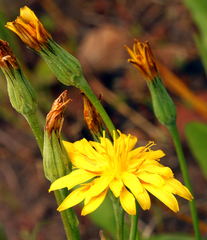 Microseris nutans