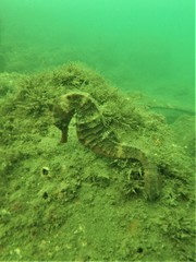 Hippocampus ingens