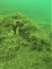 Hippocampus ingens