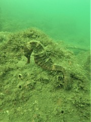 Hippocampus ingens