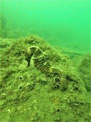 Hippocampus ingens