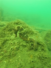 Hippocampus ingens