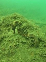 Hippocampus ingens