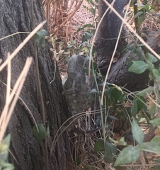 Chamaeleo chamaeleon