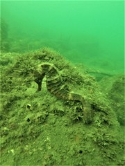 Hippocampus ingens