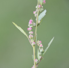 Chenopodium album album