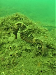 Hippocampus ingens
