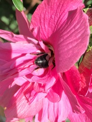 Bombus impatiens