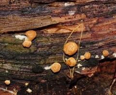 Trichoderma nothescens