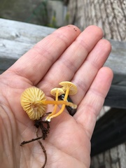 Hygrocybe parvula