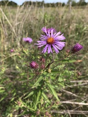 Symphyotrichum novae-angliae