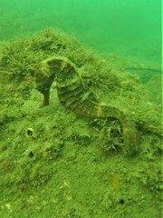 Hippocampus ingens