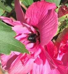 Bombus impatiens