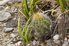 Thelocactus bicolor