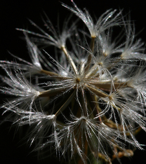 Microseris nutans