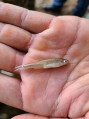 Lythrurus umbratilis