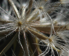 Microseris nutans