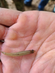 Lythrurus umbratilis