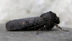 Euxoa velleripennis