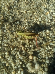 Chorthippus binotatus