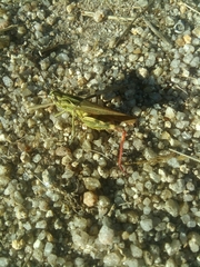 Chorthippus binotatus