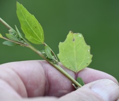 Chenopodium album album
