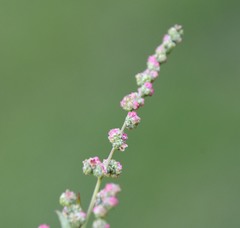 Chenopodium album album