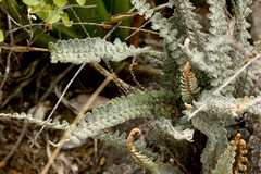 Astrolepis cochisensis