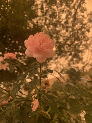 Rosa