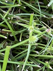 Cyperus brevifolioides