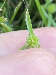 Cyperus brevifolioides