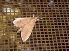 Sericoplaga externalis