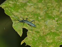 Typodryas chalybeata