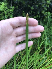 Eleocharis interstincta