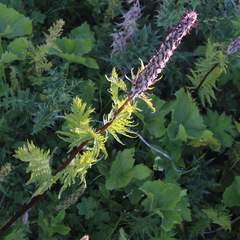 Pedicularis atropurpurea