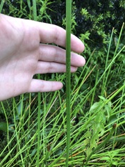 Eleocharis interstincta