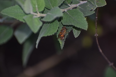 Palpada vinetorum