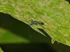 Typodryas chalybeata