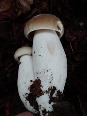 Boletus nobilis