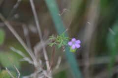 Geranium columbinum