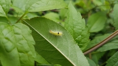 Calliteara pudibunda