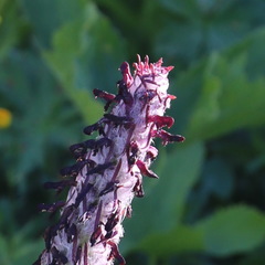 Pedicularis atropurpurea