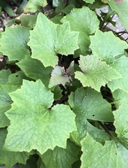 Magnoliopsida